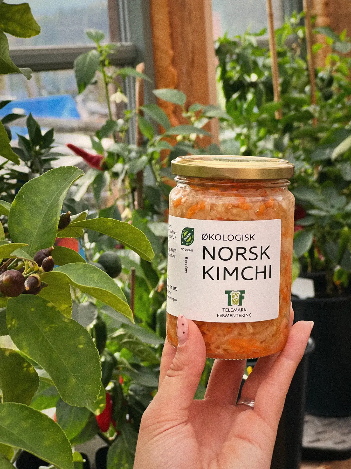 Et glass norsk kimchi holdt opp foran tomatplantene i drivhuset